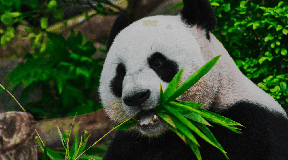 Picture of a Panda